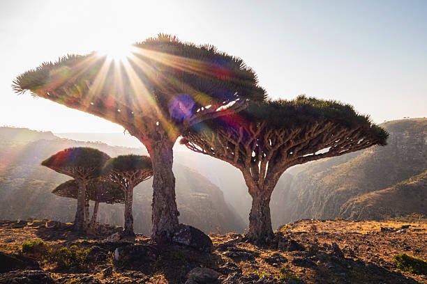 Yemeni Landscapes